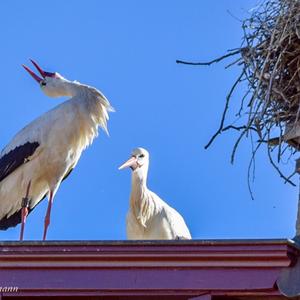 White Stork