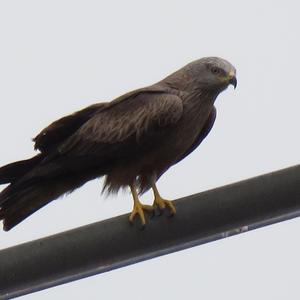 Black Kite