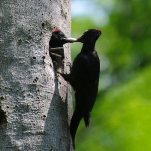 Black woodpecker