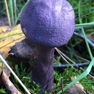 Unknown Species