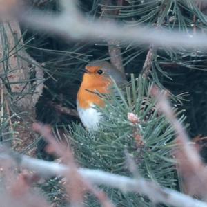 European Robin