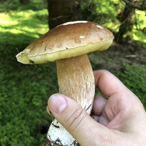 Summer Bolete