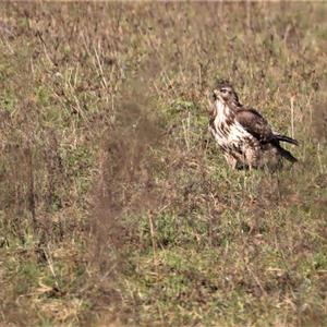 Common Buzzard