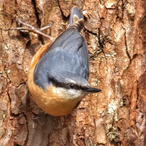 Wood Nuthatch