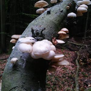 Porcelain Fungus