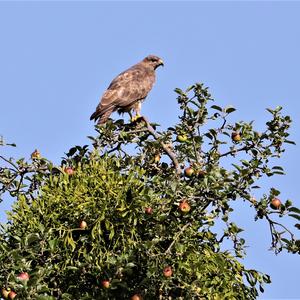 Mäusebussard