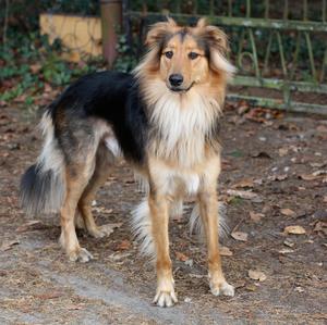 Unknown Breed