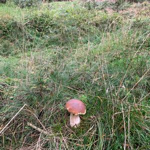 King Bolete