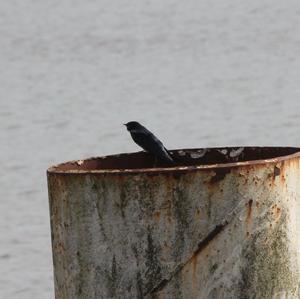 Barn Swallow