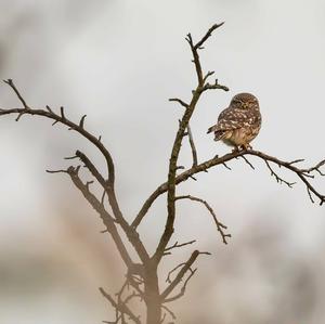 Eurasian Pygmy-owl