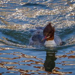 Common Merganser