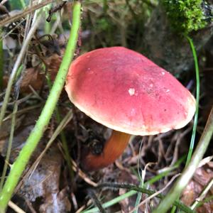 Bare-toothed Russula