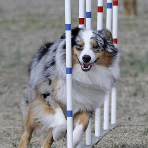 Australian Shepherd