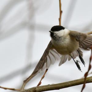 Marsh Tit