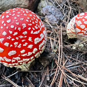 Fly Agaric