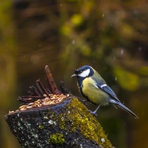 Great Tit