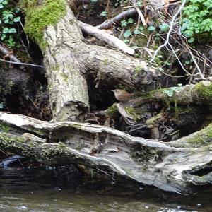 Winter Wren