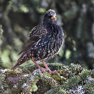 Common Starling