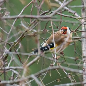 European Goldfinch