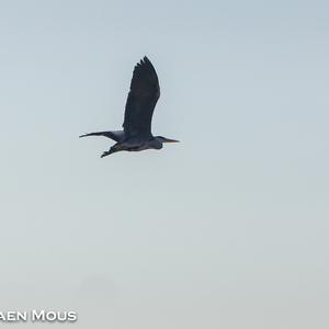 Grey Heron