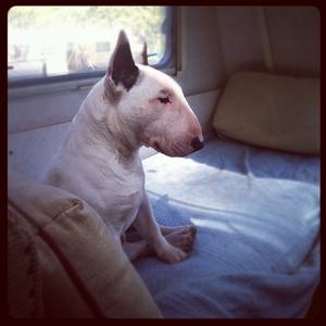 Miniature Bull Terrier