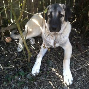 Unknown Breed