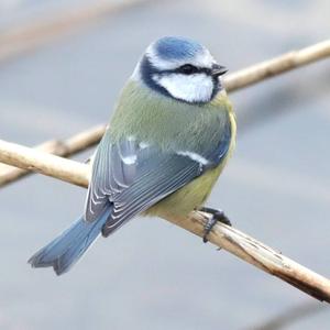 Blue Tit