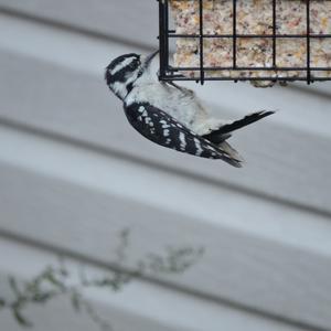 Downy Woodpecker