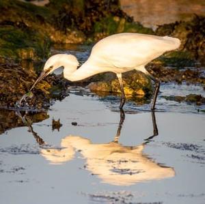 Little Egret