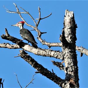 Pileated Woodpecker