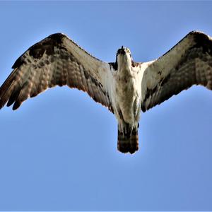 Osprey