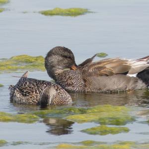 Gadwall