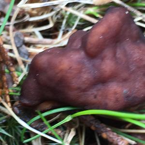 Conifer False Morel