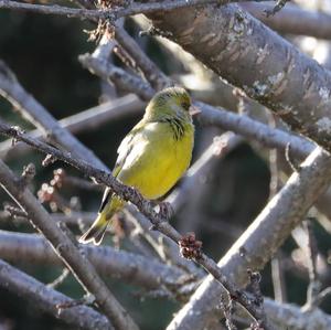 European Greenfinch