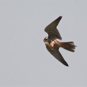 Eurasian Hobby