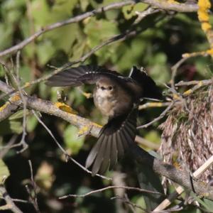 European Pied Flycatcher