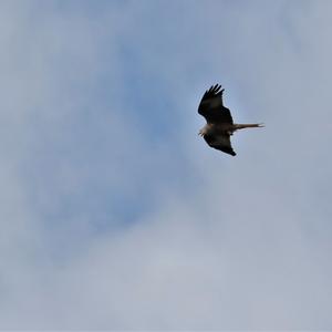 Red Kite