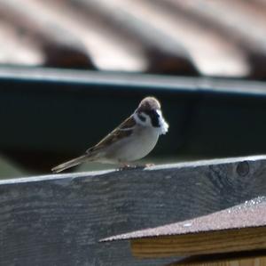 Eurasian Tree Sparrow