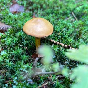 Peppery Bolete