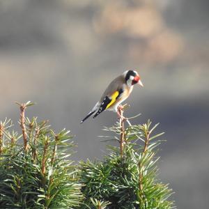 European Goldfinch