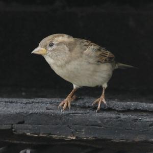 House Sparrow