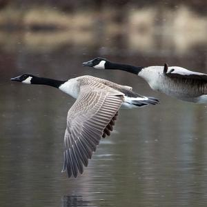 Canada Goose