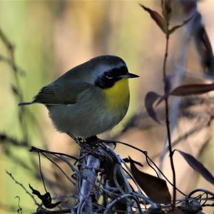 Common Yellowthroat