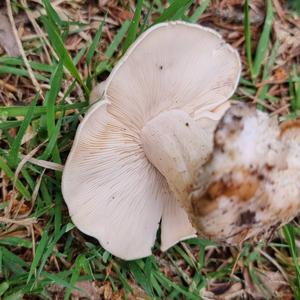 St George`s Mushroom