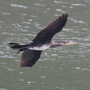 Great Cormorant