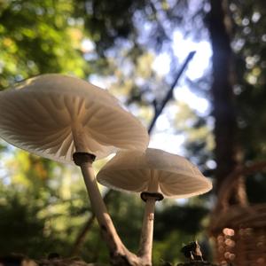 Porcelain Fungus