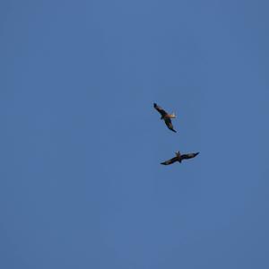 Red Kite