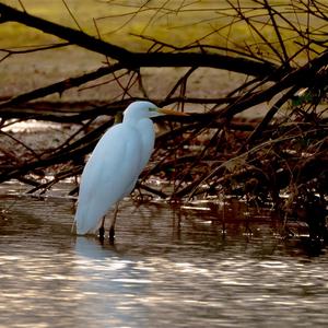 Great Egret