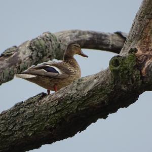 Mallard