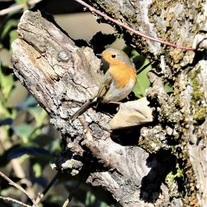 European Robin